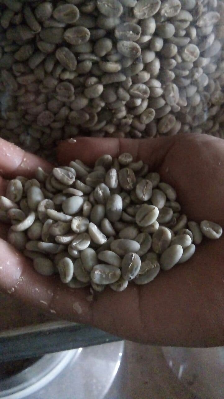 Kopi Luwak _ Luwak Coffee Beans